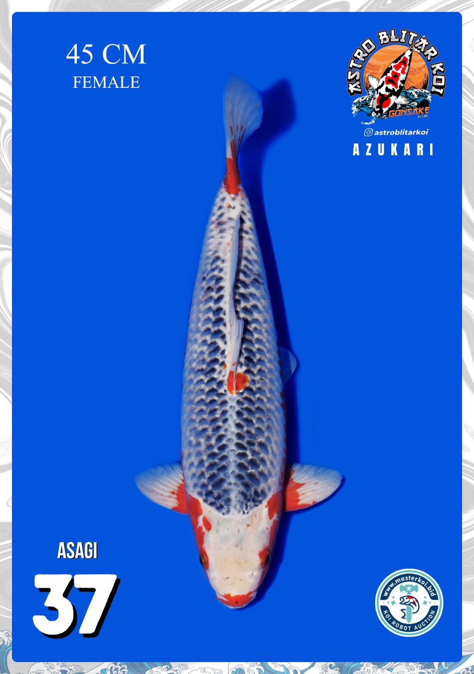 Lelang Koi Online, Jual Beli Ikan Koi, Pusat Jual Beli Koi, Info Lelang Koi Hari Ini, Platform Jual Beli Koi, Jual Beli Ikan Koi Online, Marketplace Ikan Koi, Jual Koi Terbaik, Tempat Beli Koi Berkualitas, Pasar Ikan Koi Online Terpercaya, Penjual Ikan Koi Terpercaya, Beli Koi Hias Online, Ikan Koi untuk Dijual, Koi Kualitas Terbaik, Toko Online Ikan Koi, Koi Hias Untuk Dijual, Jual Beli Ikan Koi Lokal, Koi Indonesia Online, Pusat Jual Beli Koi Terbesar