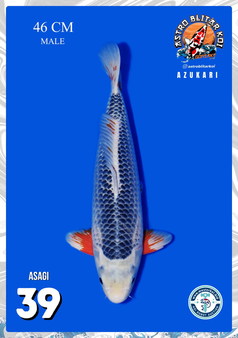 Lelang Koi Online, Jual Beli Ikan Koi, Pusat Jual Beli Koi, Info Lelang Koi Hari Ini, Platform Jual Beli Koi, Jual Beli Ikan Koi Online, Marketplace Ikan Koi, Jual Koi Terbaik, Tempat Beli Koi Berkualitas, Pasar Ikan Koi Online Terpercaya, Penjual Ikan Koi Terpercaya, Beli Koi Hias Online, Ikan Koi untuk Dijual, Koi Kualitas Terbaik, Toko Online Ikan Koi, Koi Hias Untuk Dijual, Jual Beli Ikan Koi Lokal, Koi Indonesia Online, Pusat Jual Beli Koi Terbesar