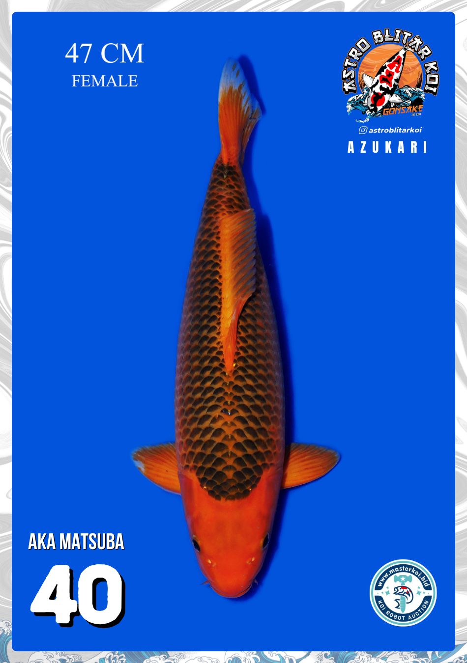 Lelang Koi Online, Jual Beli Ikan Koi, Pusat Jual Beli Koi, Info Lelang Koi Hari Ini, Platform Jual Beli Koi, Jual Beli Ikan Koi Online, Marketplace Ikan Koi, Jual Koi Terbaik, Tempat Beli Koi Berkualitas, Pasar Ikan Koi Online Terpercaya, Penjual Ikan Koi Terpercaya, Beli Koi Hias Online, Ikan Koi untuk Dijual, Koi Kualitas Terbaik, Toko Online Ikan Koi, Koi Hias Untuk Dijual, Jual Beli Ikan Koi Lokal, Koi Indonesia Online, Pusat Jual Beli Koi Terbesar