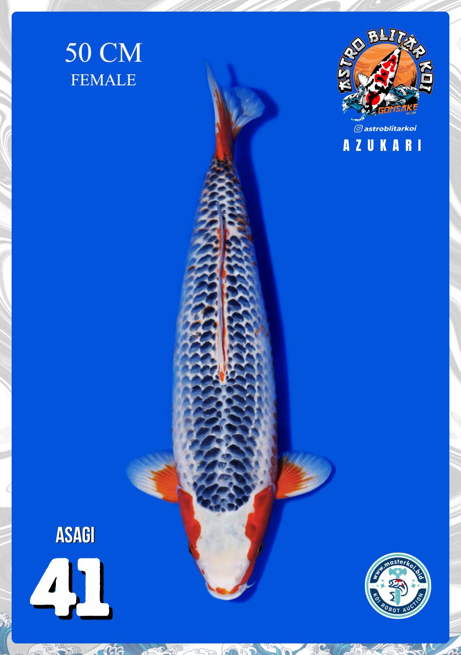 Lelang Koi Online, Jual Beli Ikan Koi, Pusat Jual Beli Koi, Info Lelang Koi Hari Ini, Platform Jual Beli Koi, Jual Beli Ikan Koi Online, Marketplace Ikan Koi, Jual Koi Terbaik, Tempat Beli Koi Berkualitas, Pasar Ikan Koi Online Terpercaya, Penjual Ikan Koi Terpercaya, Beli Koi Hias Online, Ikan Koi untuk Dijual, Koi Kualitas Terbaik, Toko Online Ikan Koi, Koi Hias Untuk Dijual, Jual Beli Ikan Koi Lokal, Koi Indonesia Online, Pusat Jual Beli Koi Terbesar