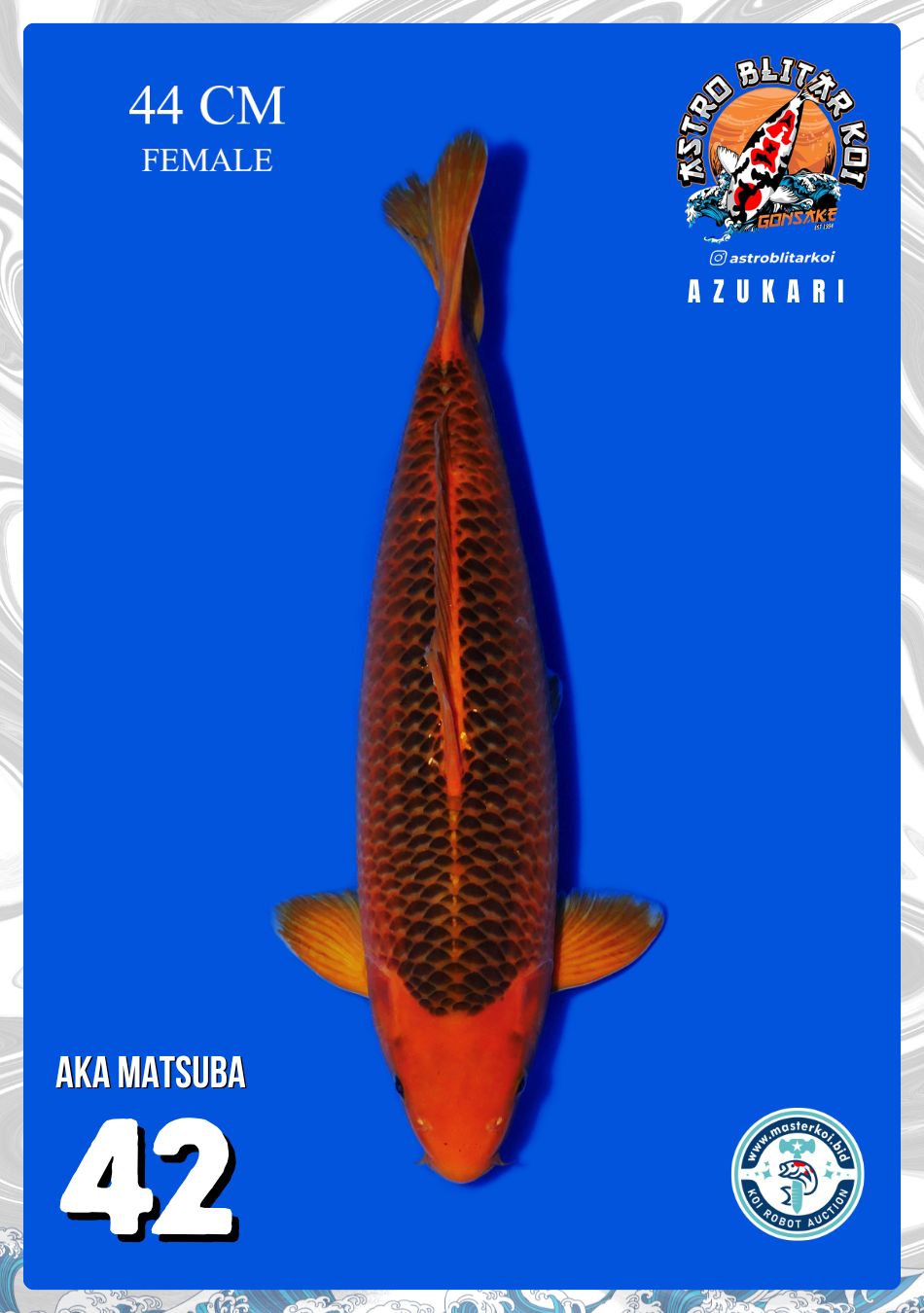 Lelang Koi Online, Jual Beli Ikan Koi, Pusat Jual Beli Koi, Info Lelang Koi Hari Ini, Platform Jual Beli Koi, Jual Beli Ikan Koi Online, Marketplace Ikan Koi, Jual Koi Terbaik, Tempat Beli Koi Berkualitas, Pasar Ikan Koi Online Terpercaya, Penjual Ikan Koi Terpercaya, Beli Koi Hias Online, Ikan Koi untuk Dijual, Koi Kualitas Terbaik, Toko Online Ikan Koi, Koi Hias Untuk Dijual, Jual Beli Ikan Koi Lokal, Koi Indonesia Online, Pusat Jual Beli Koi Terbesar