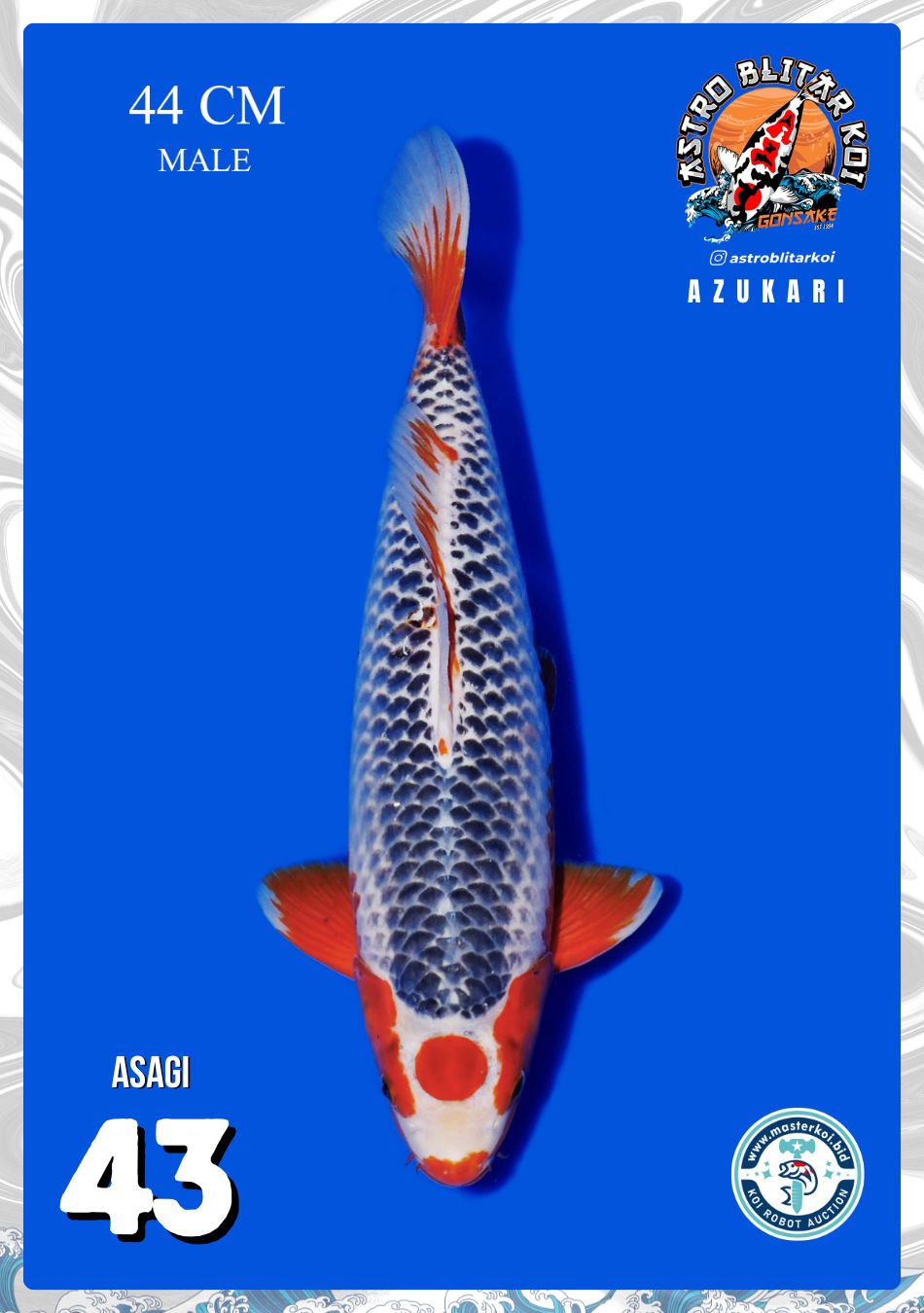 Lelang Koi Online, Jual Beli Ikan Koi, Pusat Jual Beli Koi, Info Lelang Koi Hari Ini, Platform Jual Beli Koi, Jual Beli Ikan Koi Online, Marketplace Ikan Koi, Jual Koi Terbaik, Tempat Beli Koi Berkualitas, Pasar Ikan Koi Online Terpercaya, Penjual Ikan Koi Terpercaya, Beli Koi Hias Online, Ikan Koi untuk Dijual, Koi Kualitas Terbaik, Toko Online Ikan Koi, Koi Hias Untuk Dijual, Jual Beli Ikan Koi Lokal, Koi Indonesia Online, Pusat Jual Beli Koi Terbesar