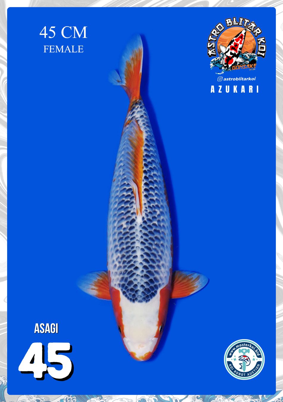 Lelang Koi Online, Jual Beli Ikan Koi, Pusat Jual Beli Koi, Info Lelang Koi Hari Ini, Platform Jual Beli Koi, Jual Beli Ikan Koi Online, Marketplace Ikan Koi, Jual Koi Terbaik, Tempat Beli Koi Berkualitas, Pasar Ikan Koi Online Terpercaya, Penjual Ikan Koi Terpercaya, Beli Koi Hias Online, Ikan Koi untuk Dijual, Koi Kualitas Terbaik, Toko Online Ikan Koi, Koi Hias Untuk Dijual, Jual Beli Ikan Koi Lokal, Koi Indonesia Online, Pusat Jual Beli Koi Terbesar