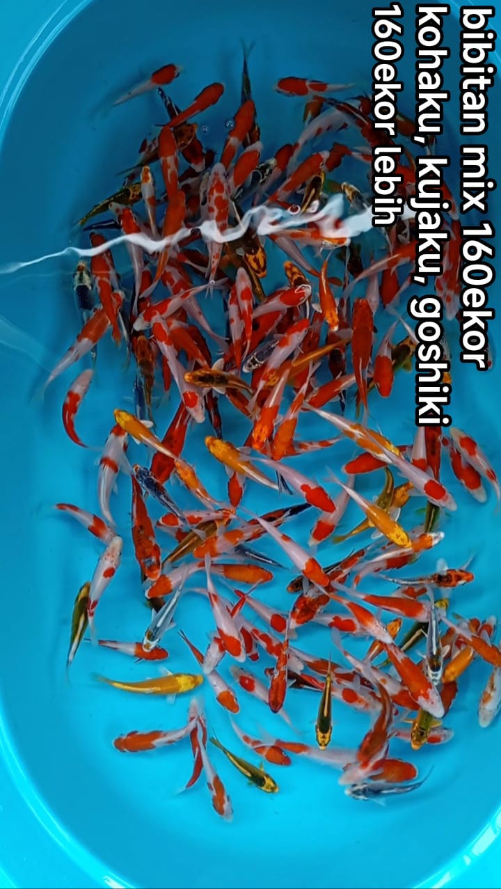 BIBITAN MIX 160EKOR LEBIH 10 15cm