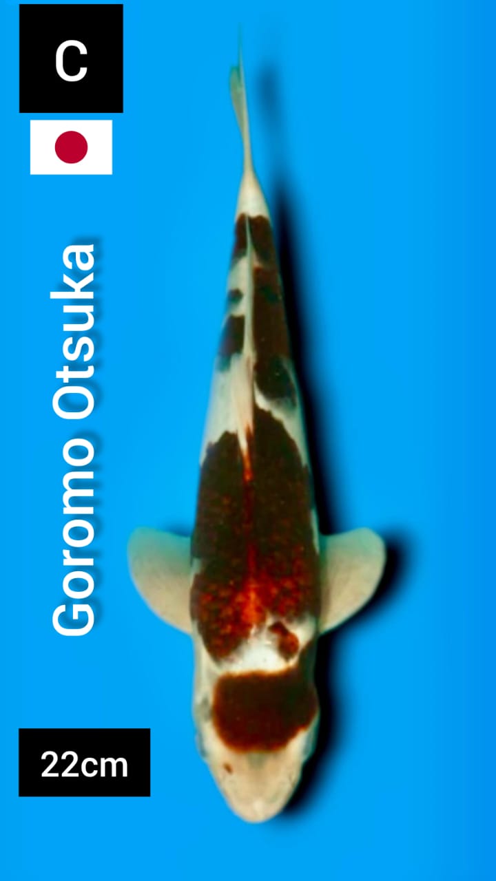 GOROMO 22cm