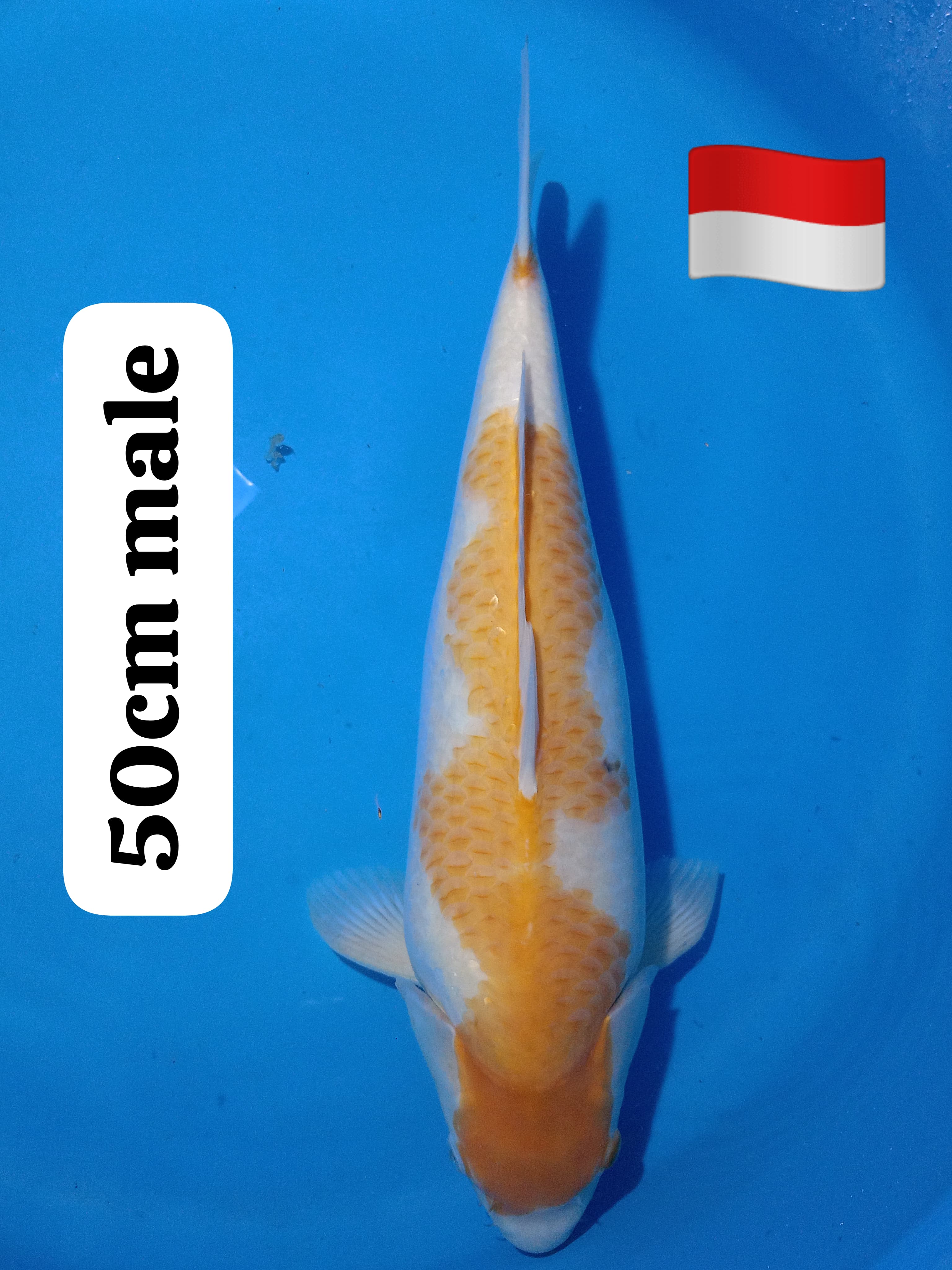 KOKAHU 50cm