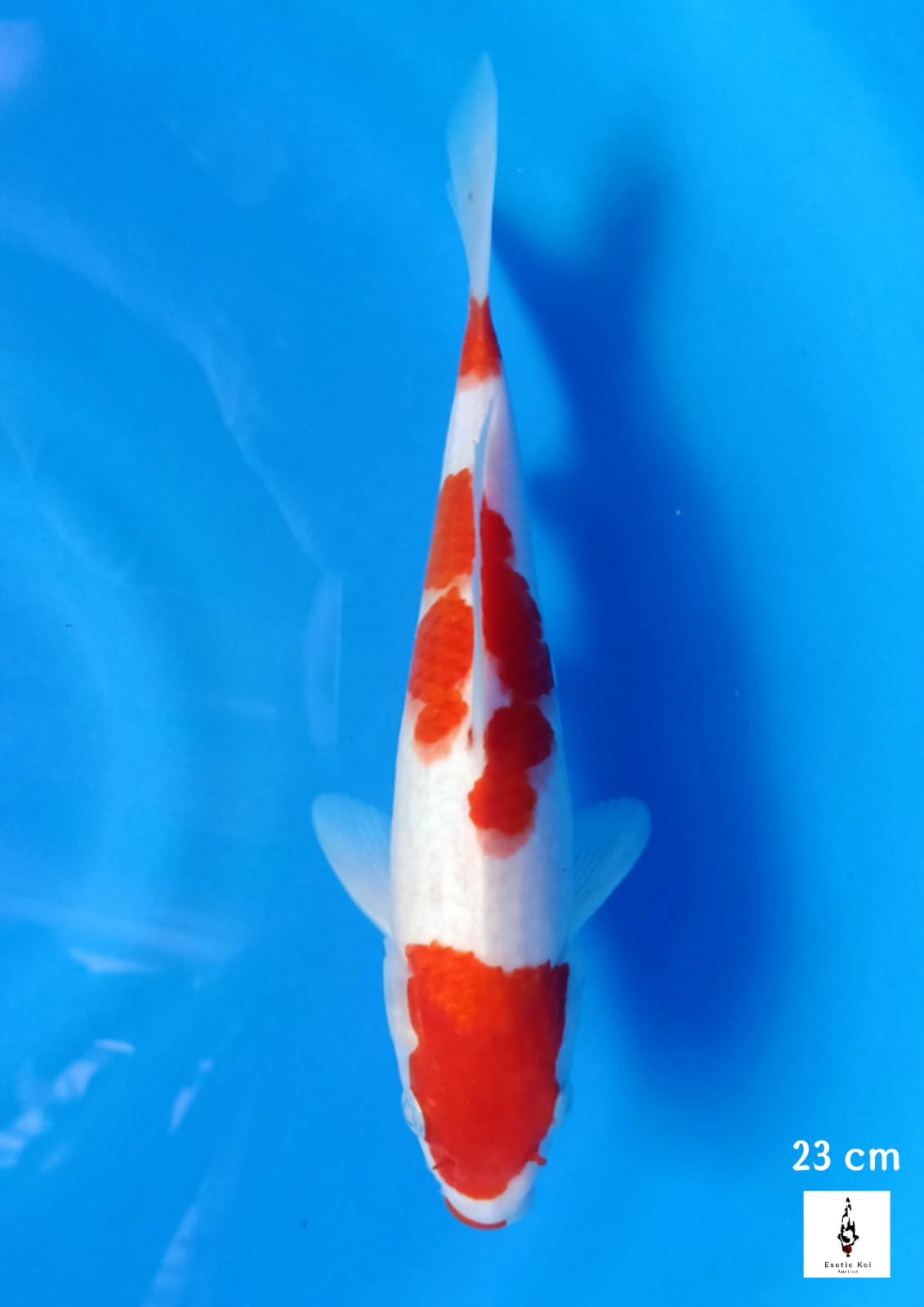 KOHAKU ORIGINAL STRONG 23cm