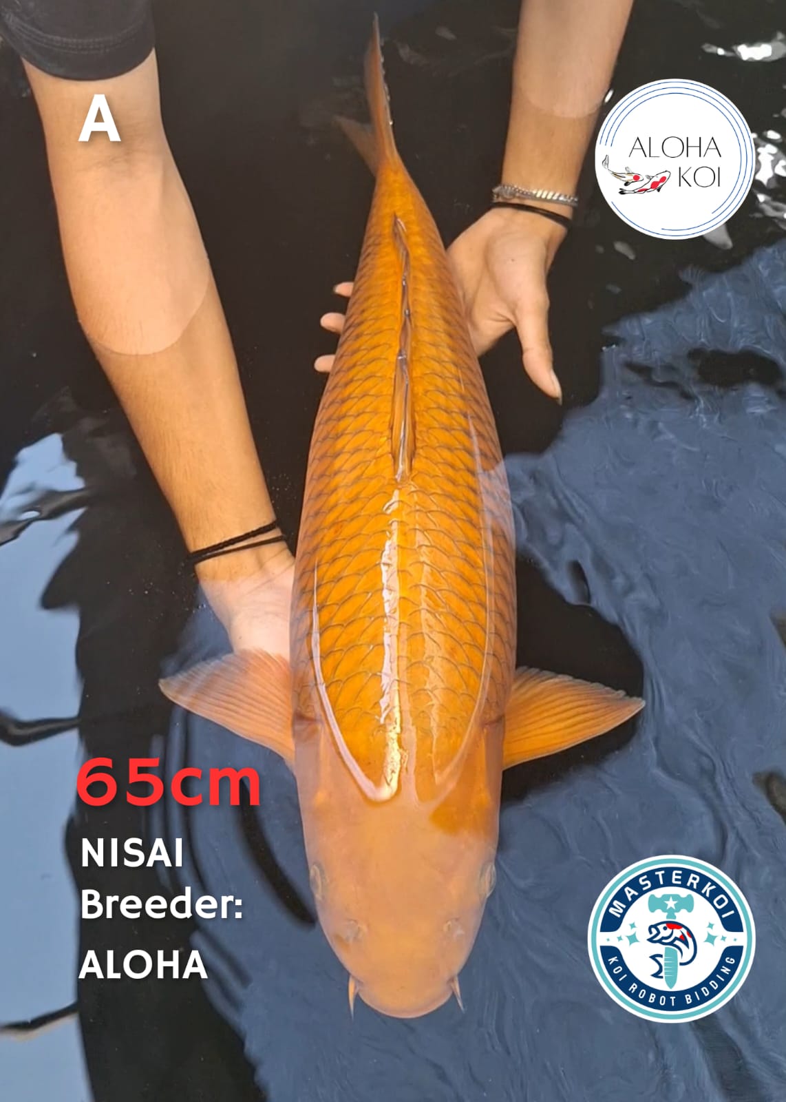 CHAGOI JUMBO NISAI 65cm
