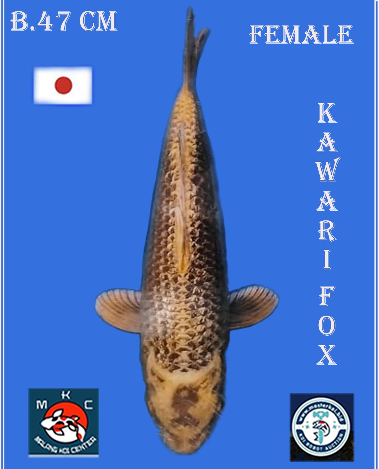 KAWARI IMPOR 47cm