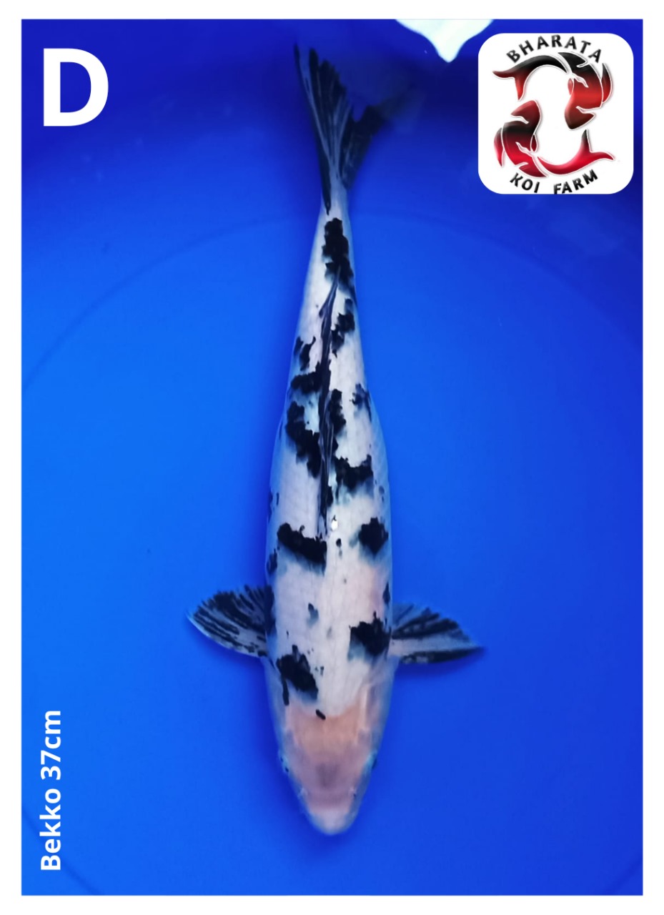 BEKKO 37cm