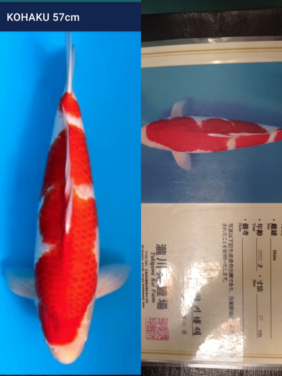 KOHAKU IMPORT TAKIGAWA 57cm