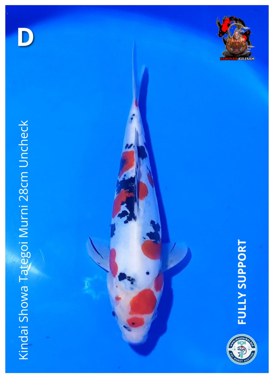 KINDAI SHOWA TATEGOI MURNI 28cm