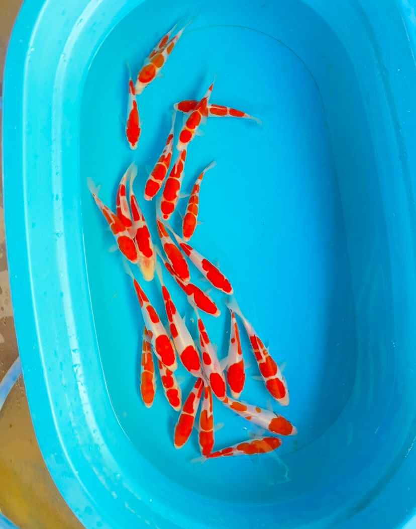 KOHAKU DOIT 1520cm