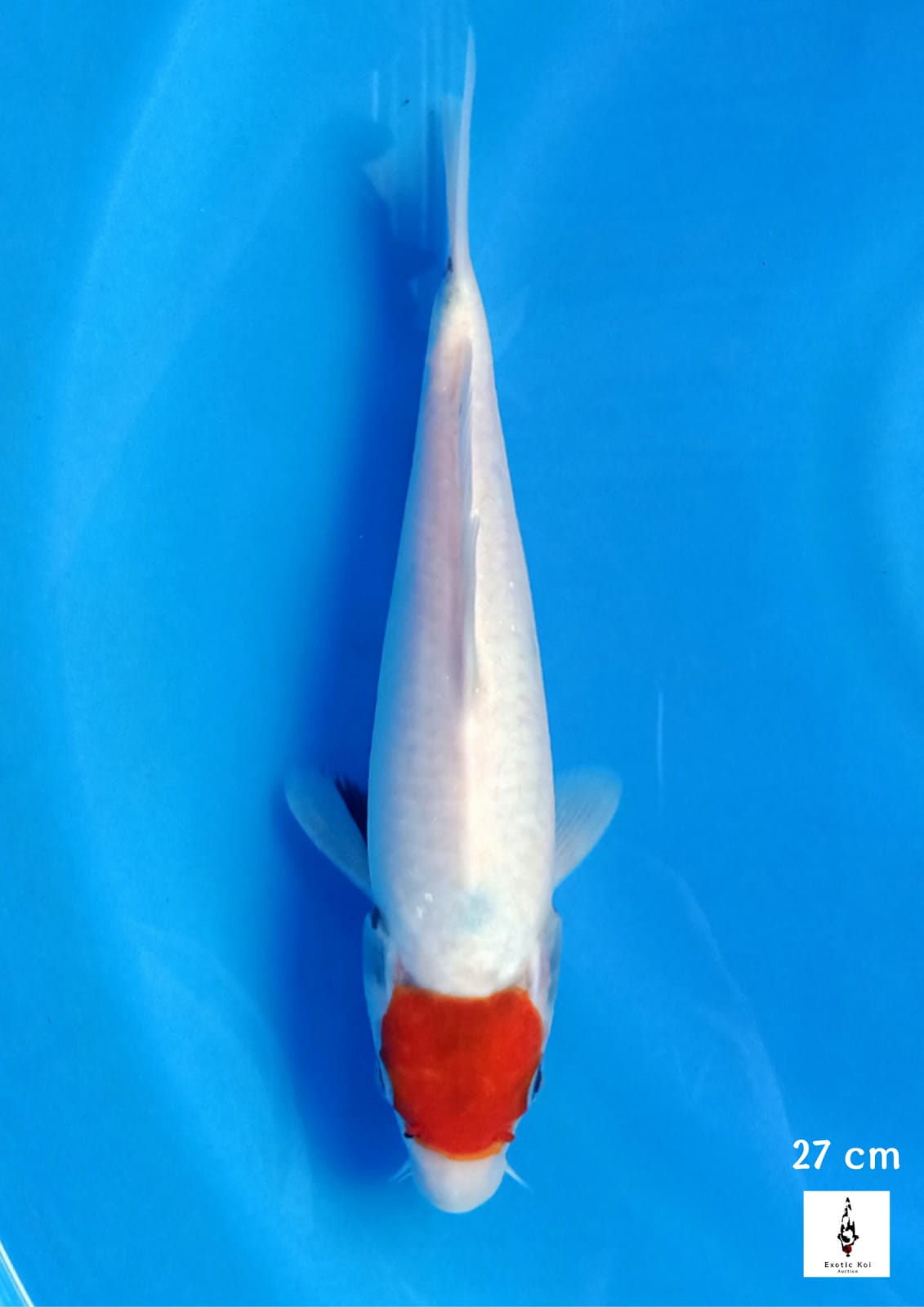 TANCHO SHOWA TATEGOI BODI BAGUS PANGKAL EKOR TEBEL 27cm