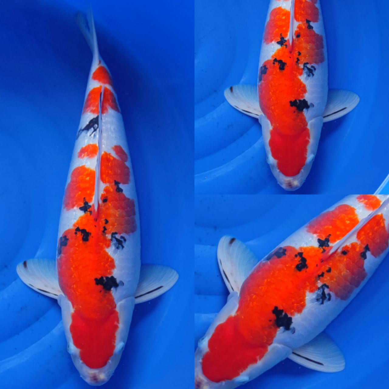 SANKE GINRIN SQ ORIGINAL 55cm