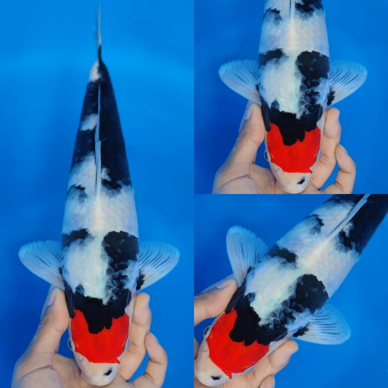 TANCO SHOWA HQ ORIGINAL 35cm