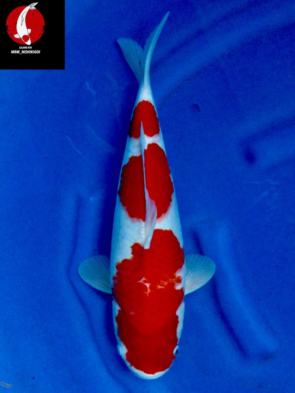 SEPECIAL SUPER KOHAKU F1 SAKAI 42cm MALE
