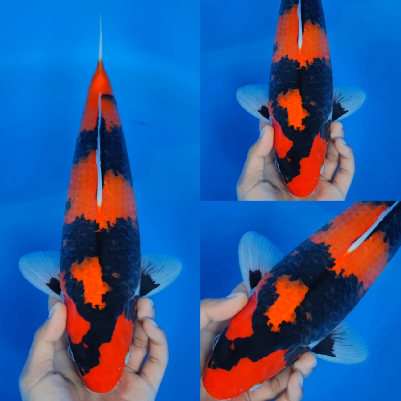 HI SHOWA SIMPLE 37cm