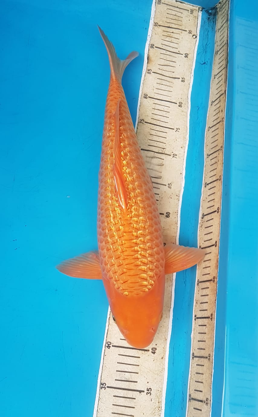 REDKARASI GINDRIN 49cm FIMALE