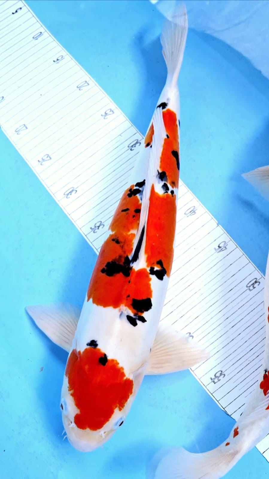 SANKE DOITSU 48cm