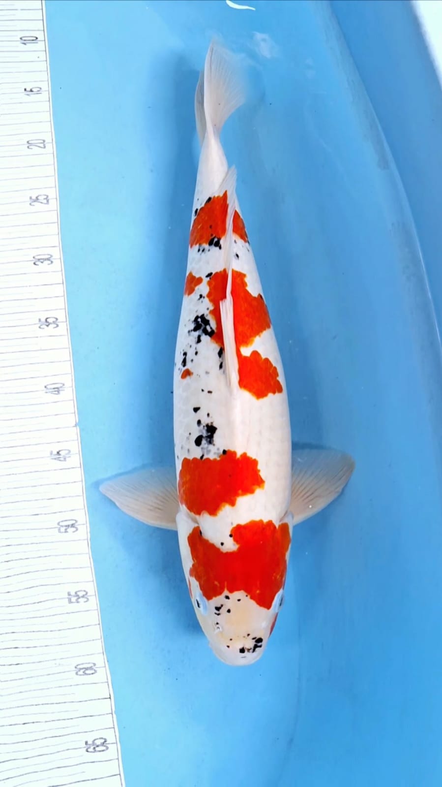 RARE SHOWA GOSHIKI 47cm