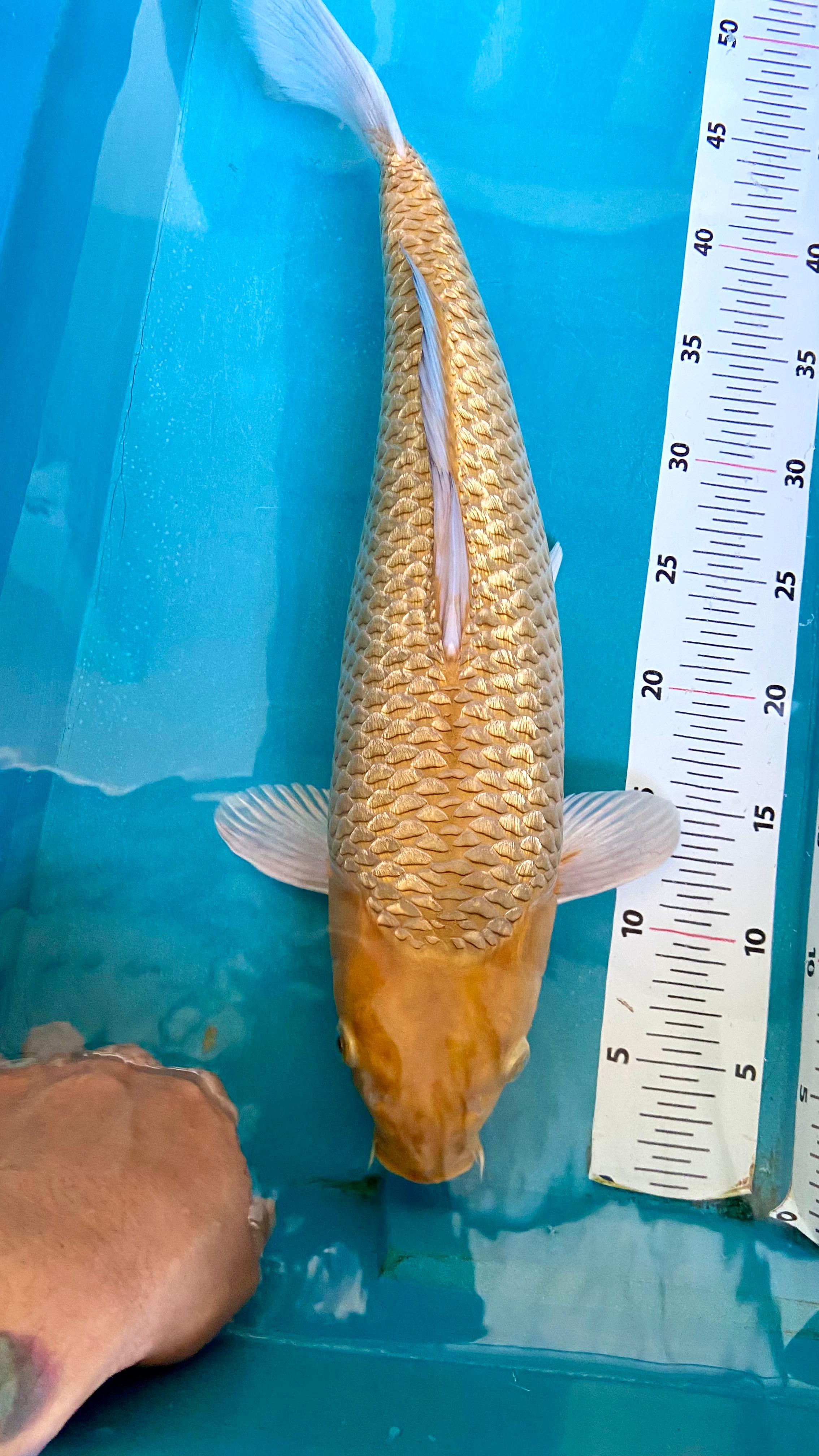 KARAMEL FULL GINRIN SQ 46cm
