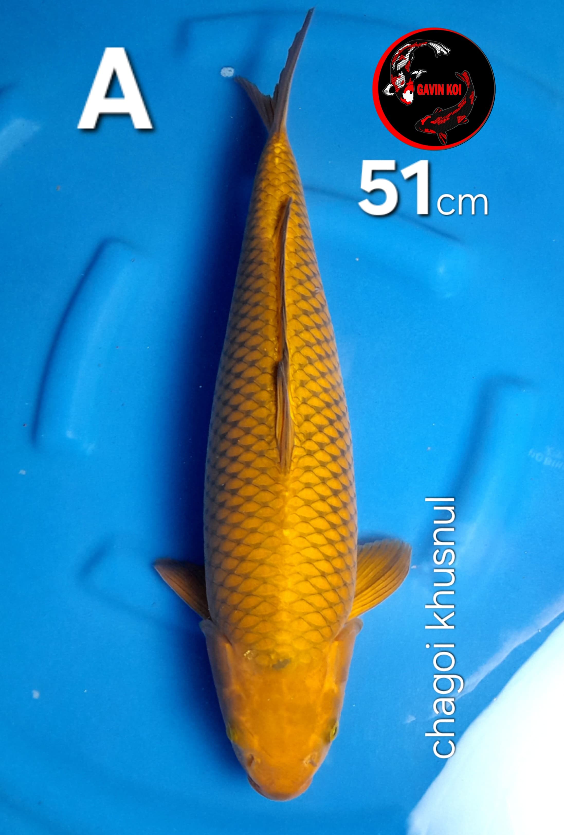 CHAGOI TEMBAGA 51cm