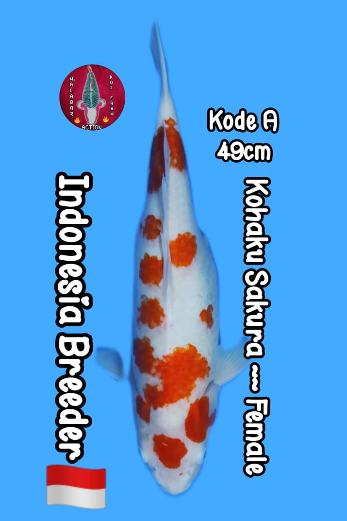 KOHAKU CEPLOK CEPLOK LOKAL BREEDER 49cm LOKASI SEMARANG FEMALE
