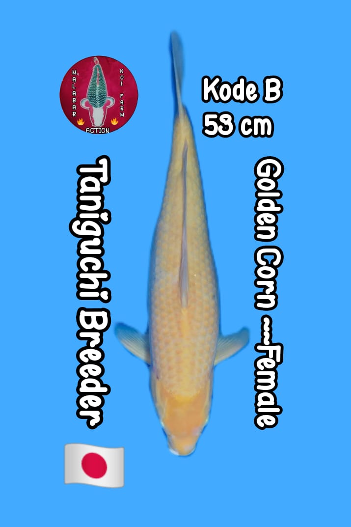 GOLDEN CORN IMPORT SERTIFIKATTANIGUCHI KOO FARM 53cm LOKASI SEMARANG FEMALE