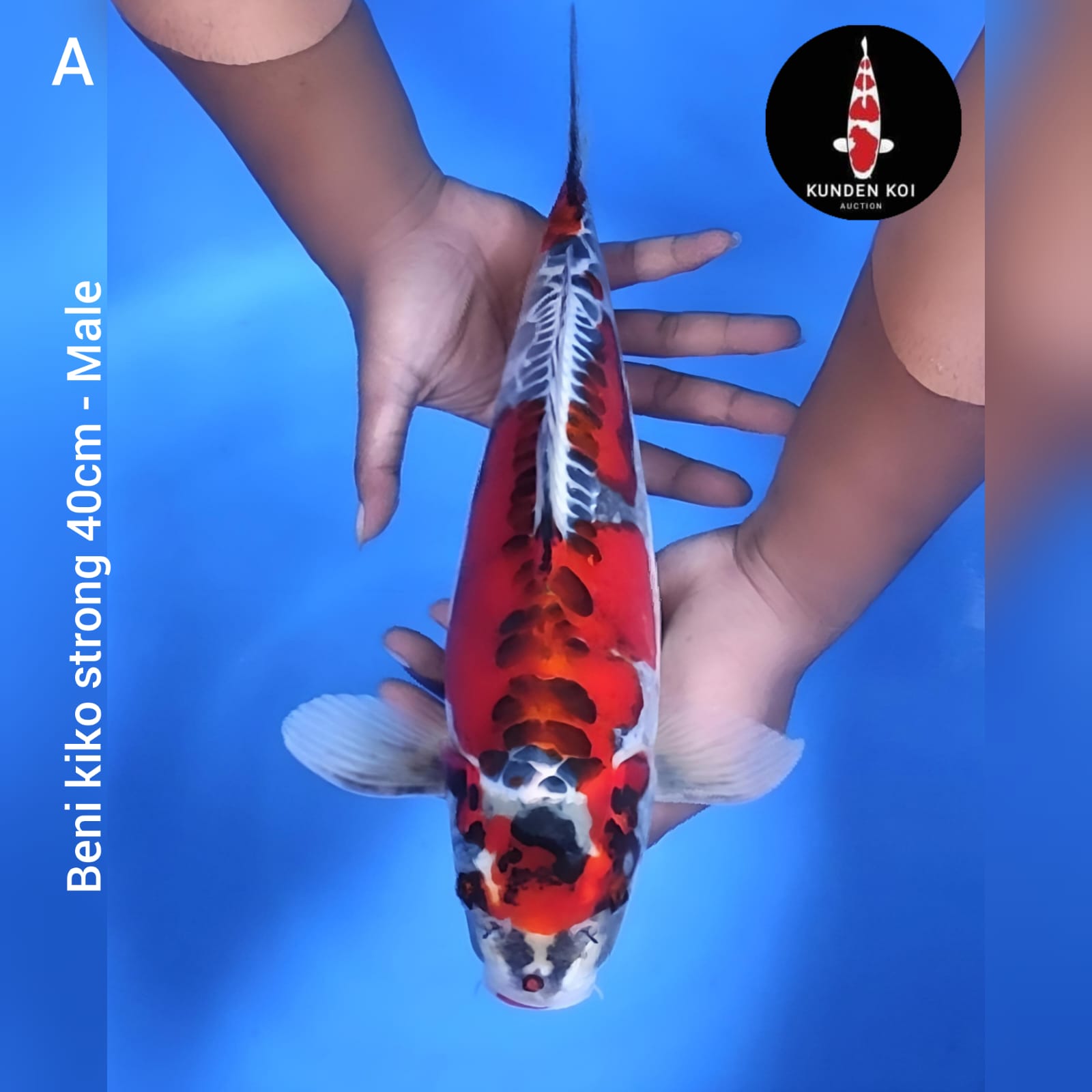 BENI KIKO STRONG 40cm