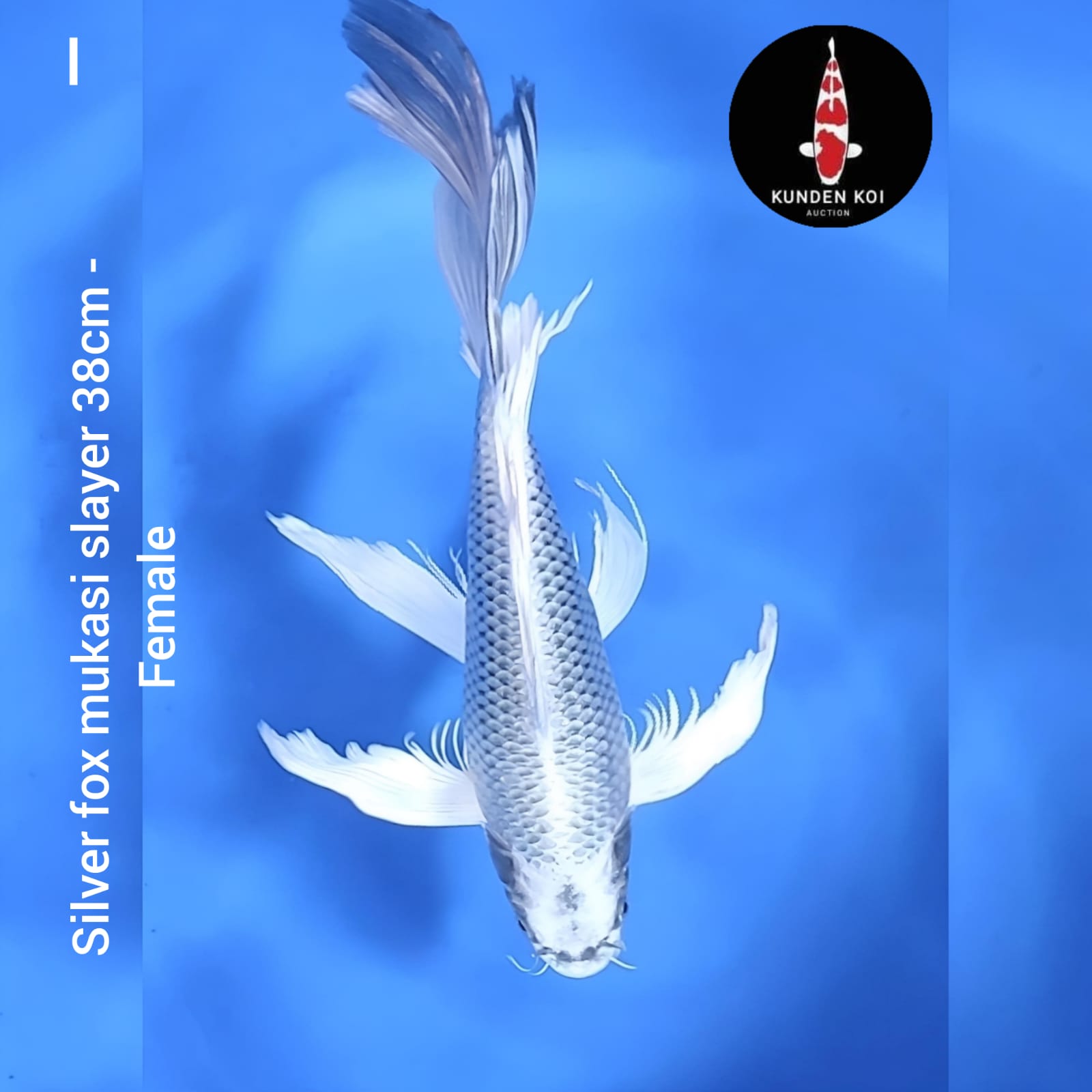 Ikan Koi SILVER FOX MUKASI SLAYER 38cm, lelang koi SILVER FOX MUKASI SLAYER 38cm, jual koi SILVER FOX MUKASI SLAYER 38cm, beli koi SILVER FOX MUKASI SLAYER 38cm, Lelang Koi Online, Jual Beli Ikan Koi, Pusat Jual Beli Koi, Info Lelang Koi Hari Ini, Platform Jual Beli Koi, Jual Beli Ikan Koi Online, Marketplace Ikan Koi, Jual Koi Terbaik, Tempat Beli Koi Berkualitas, Pasar Ikan Koi Online Terpercaya, Penjual Ikan Koi Terpercaya, Beli Koi Hias Online, Ikan Koi untuk Dijual, Koi Kualitas Terbaik, Toko Online Ikan Koi, Koi Hias Untuk Dijual, Jual Beli Ikan Koi Lokal, Koi Indonesia Online, Pusat Jual Beli Koi Terbesar