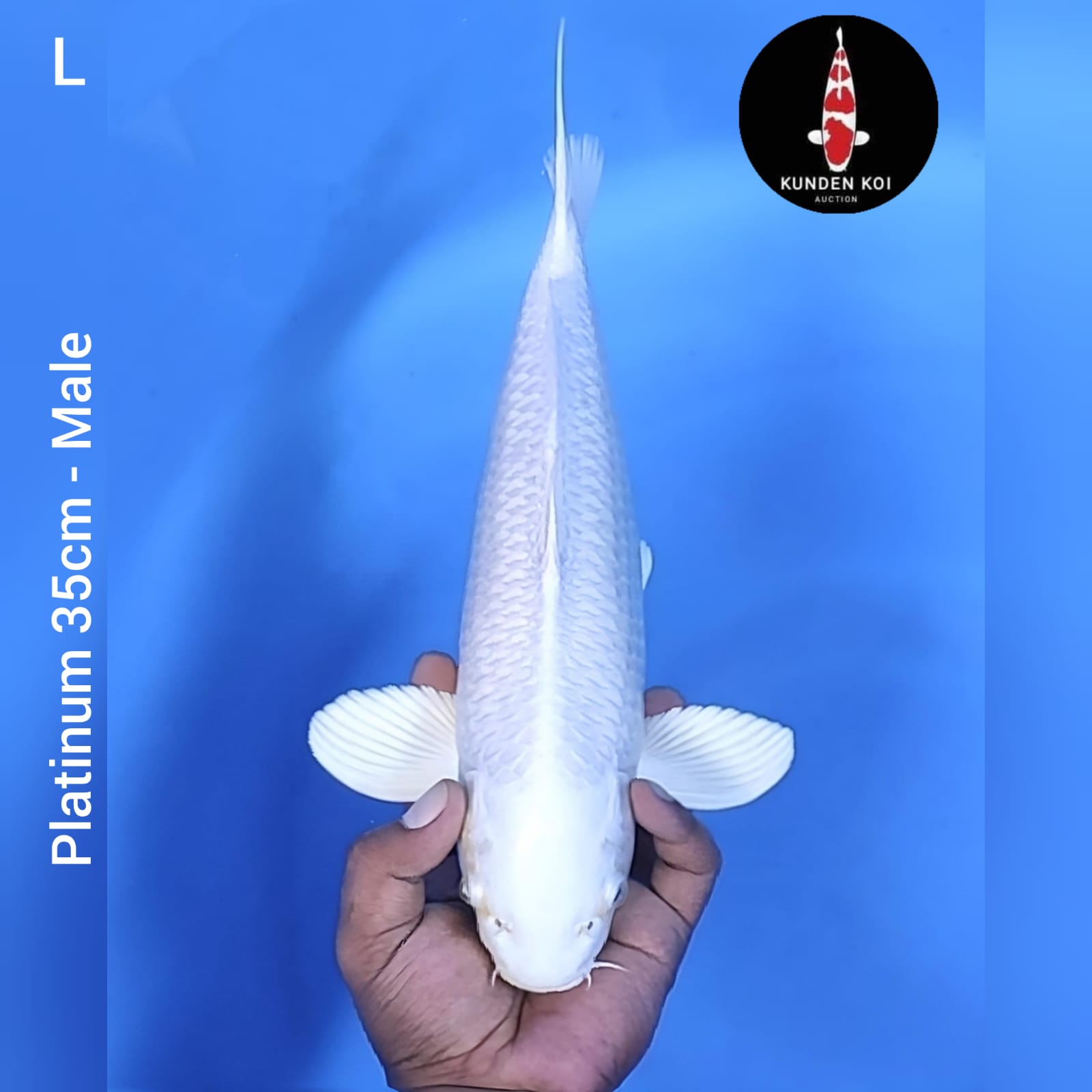PLATINUM 35cm