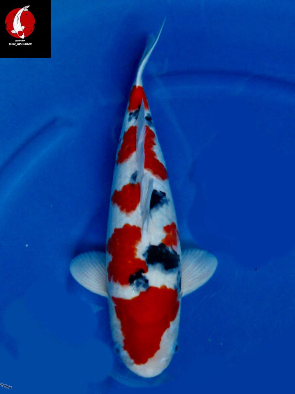 SEPECIAL SUPER SANKE ORI F1 SAKAI 47cm MALE