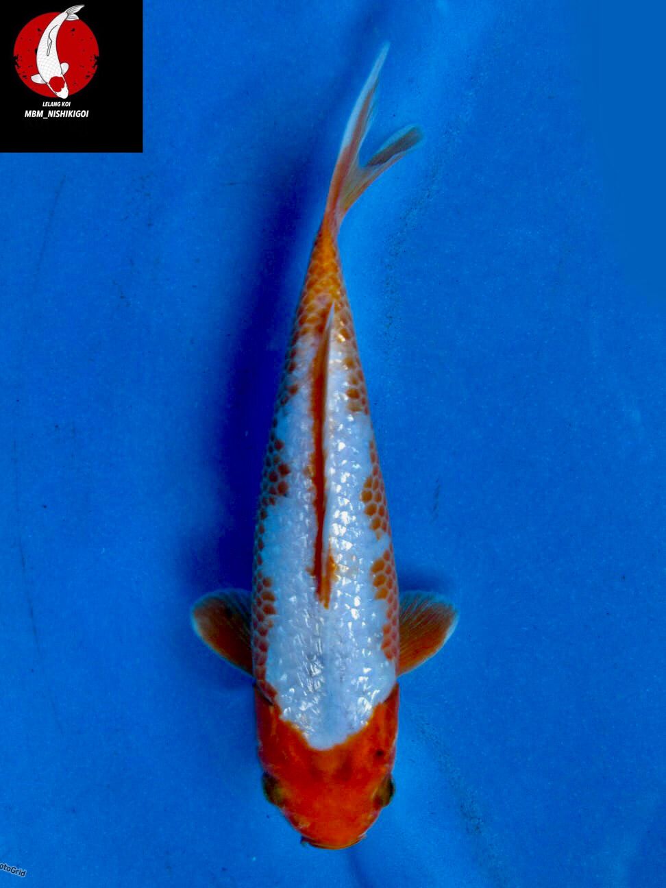 SEPECIAL SABIKOYO FULL GINGRIN 24cm MALE