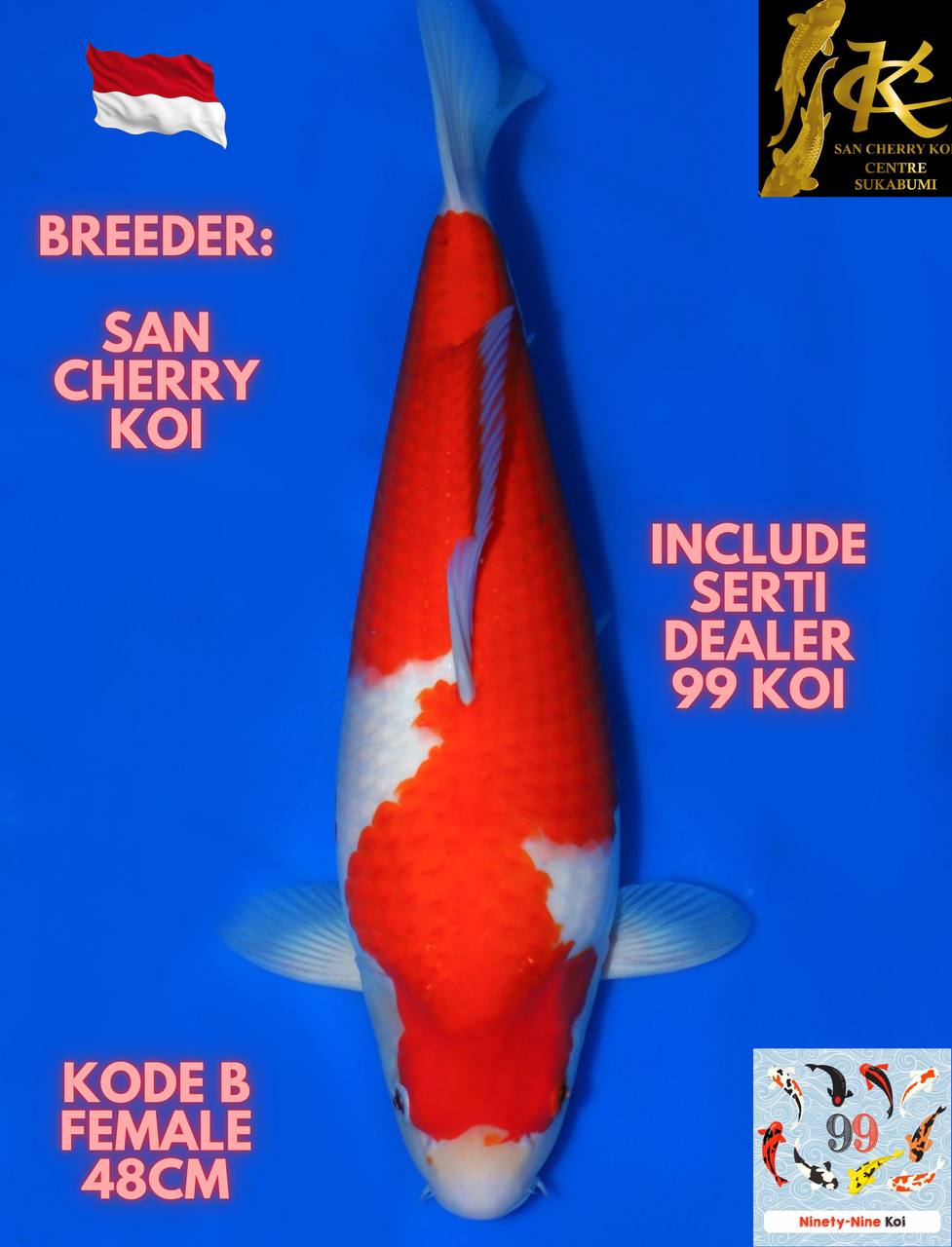 BULKY KOHAKU 48cm