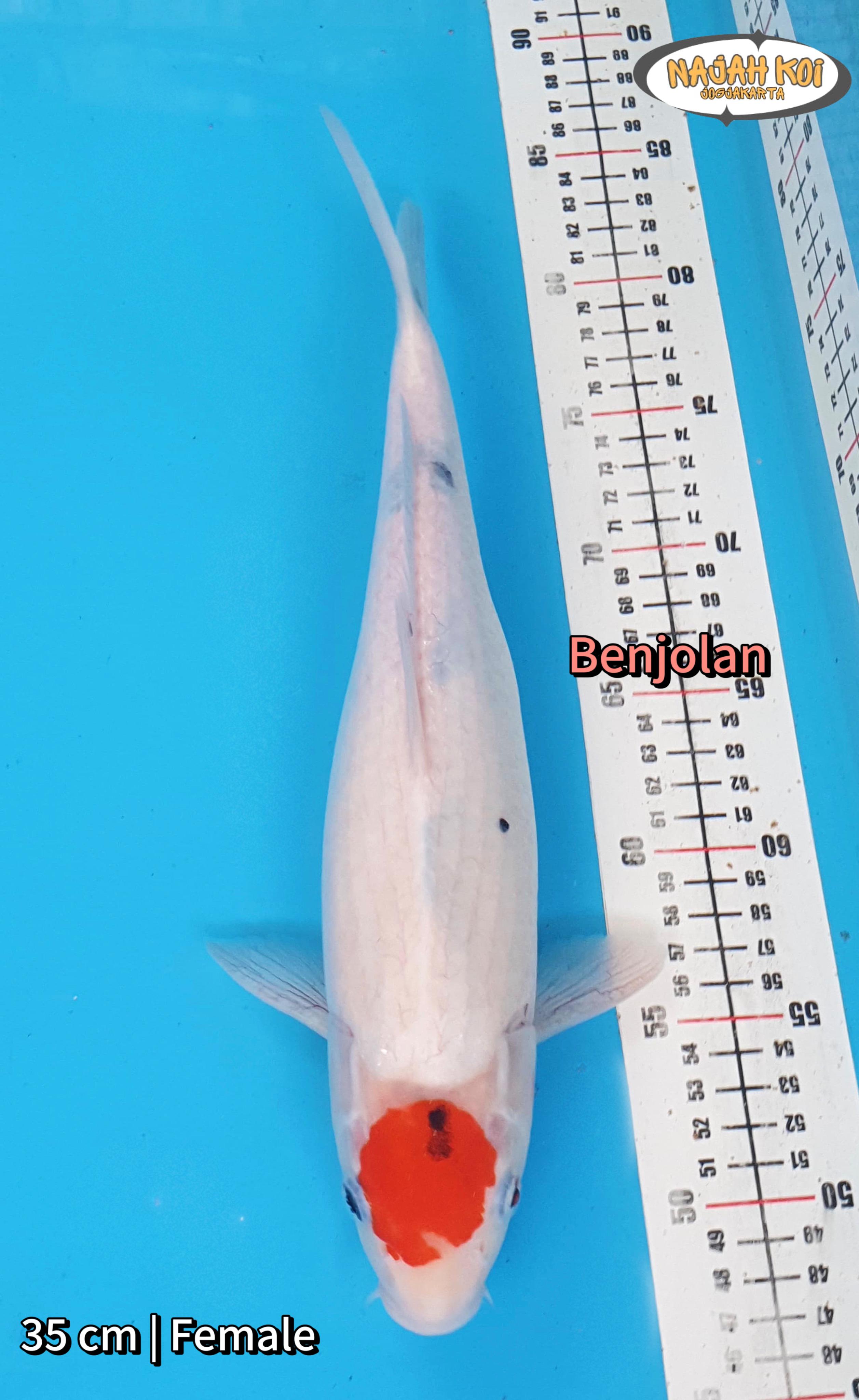 TANCHO SHOWA 35cm