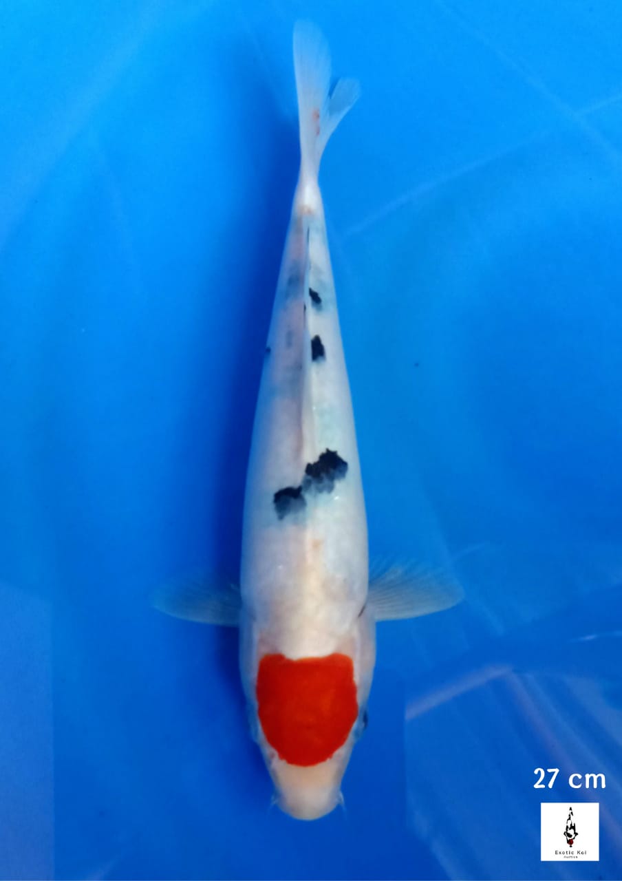 TANCHO SANKE 25cm