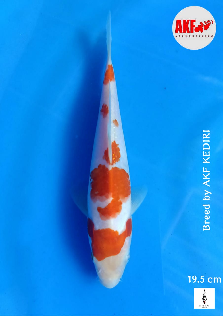 KOHAKU AKF BAKAT PUNUK SUDAH TERLIHAT 19cm