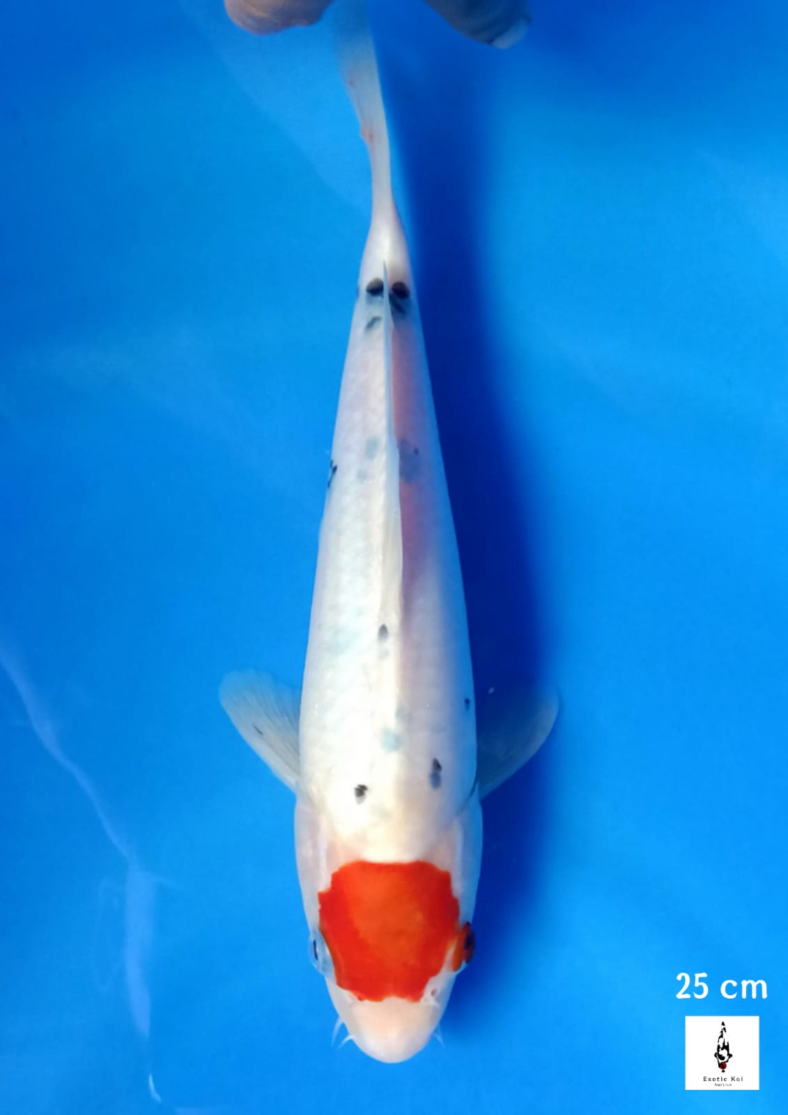TANCHO SANKE 25cm