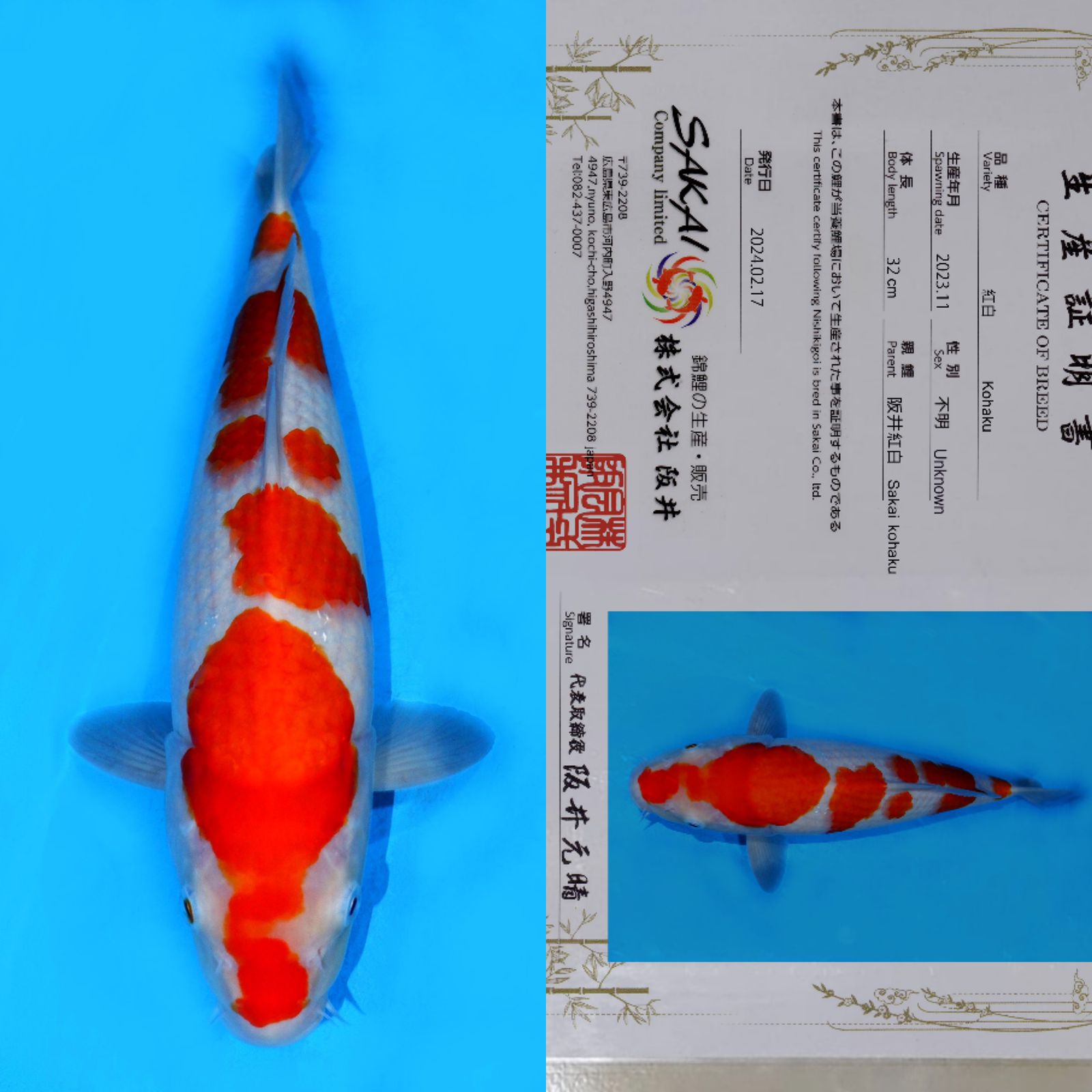 KOHAKU IMPORT BERSERTIFIKAT SAKAI 41cm