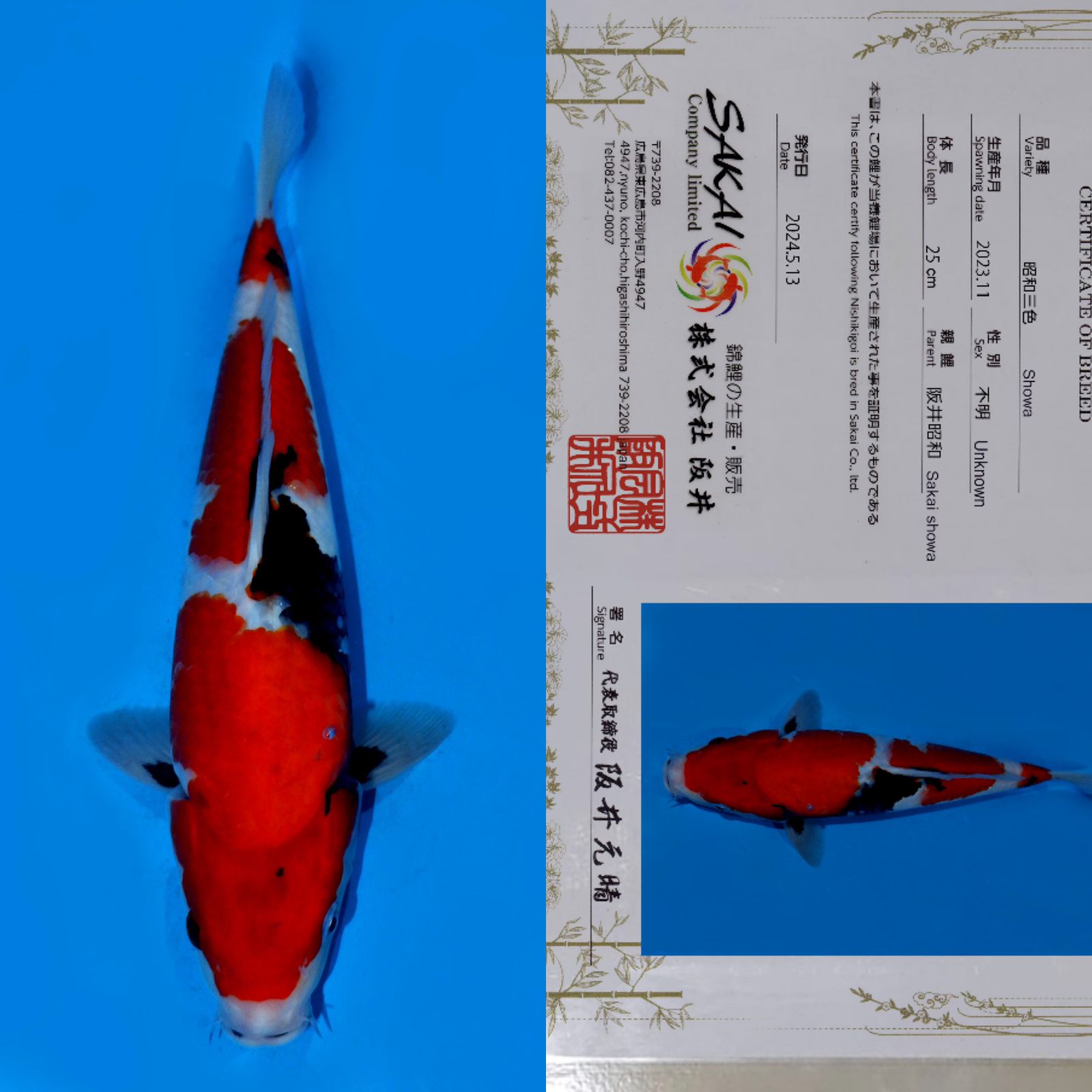SHOWA MOTOGORO IMPORT BERSERTIFIKAT SAKAI 37cm