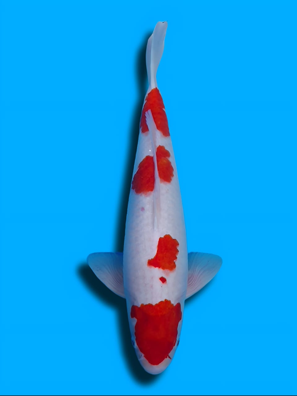 KOHAKU ORIGINAL HQ 45cm MALE