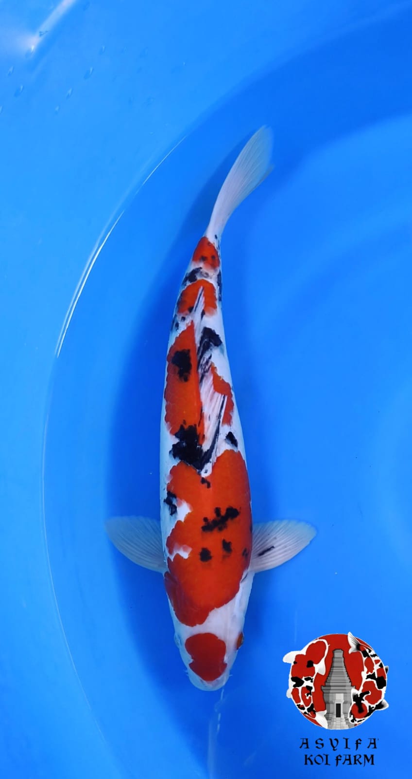 SANKE 42cm MALE ORI STRONG