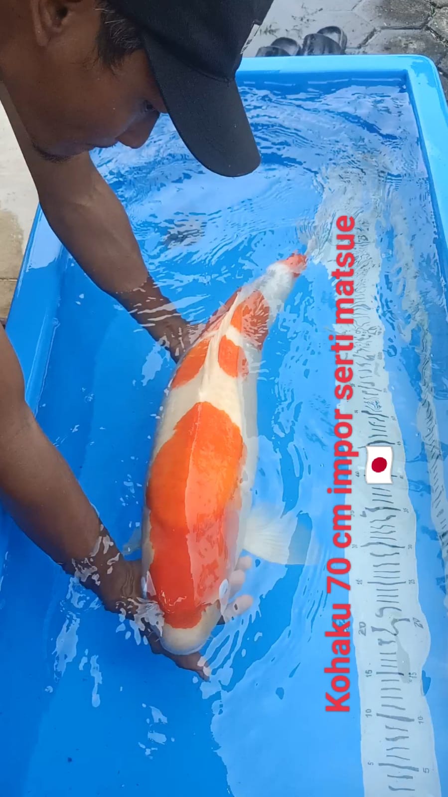 KOHAKU IMPOR 70cm DOB 2022 BODY KURANG SIMETRIS KARENA GENDONG TELUR
