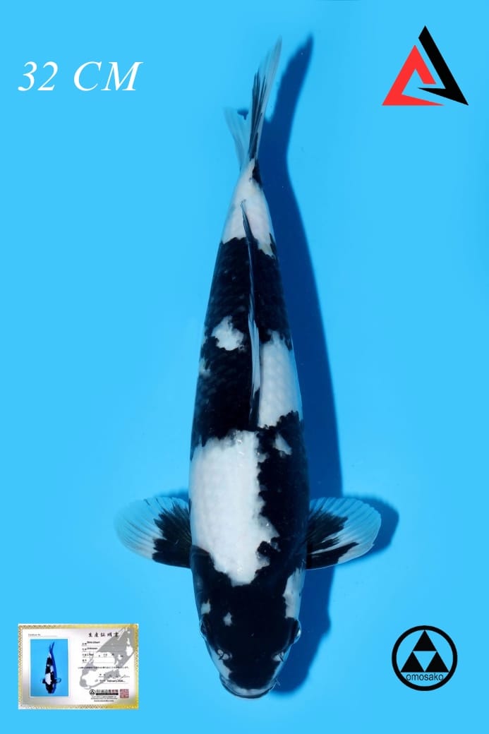 SHIRO OMOSAKO 32cm UNCHECK