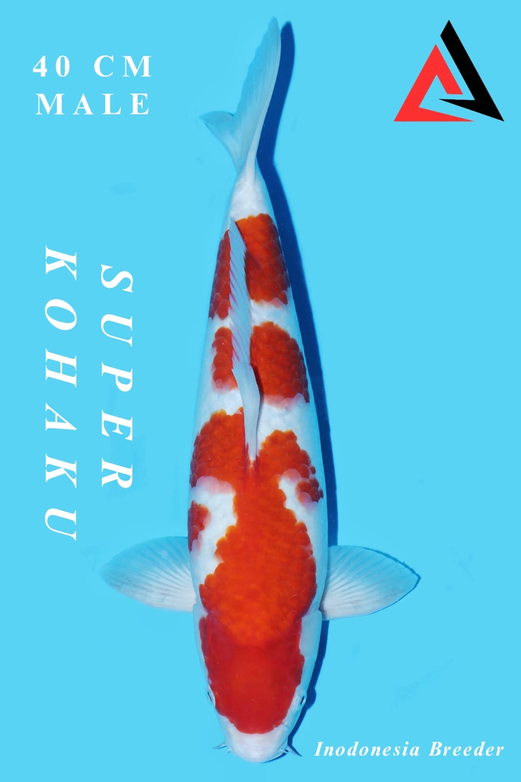 KOHAKU ORIGINAL PATTERN 40cm MALE LOCAL BREEDER