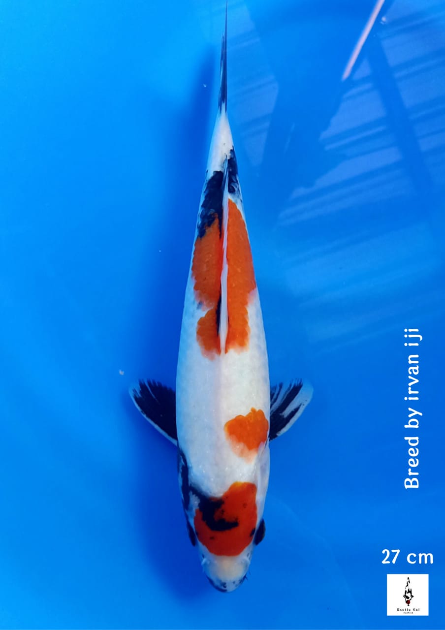 MARUTEN SHOWA TATEGOI 27cm