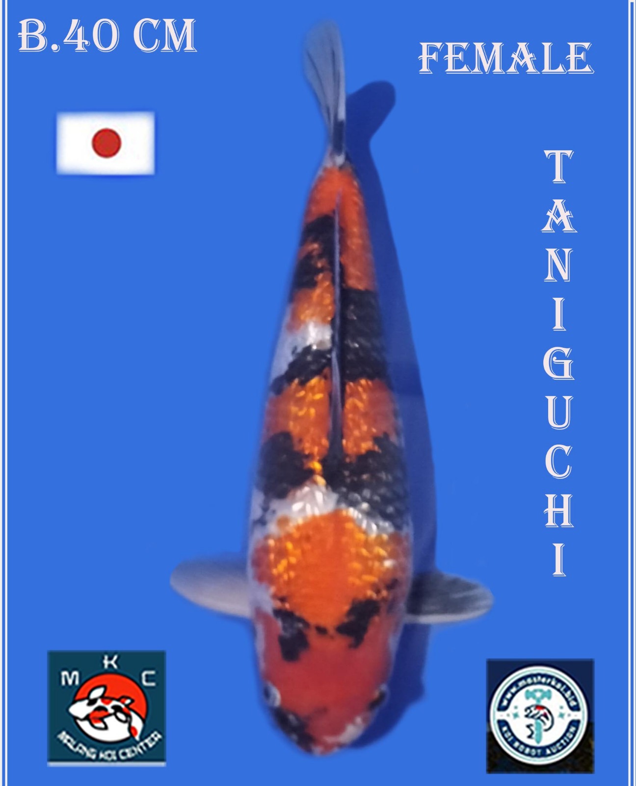 SHOWA GINDRIN IMPOR 40cm