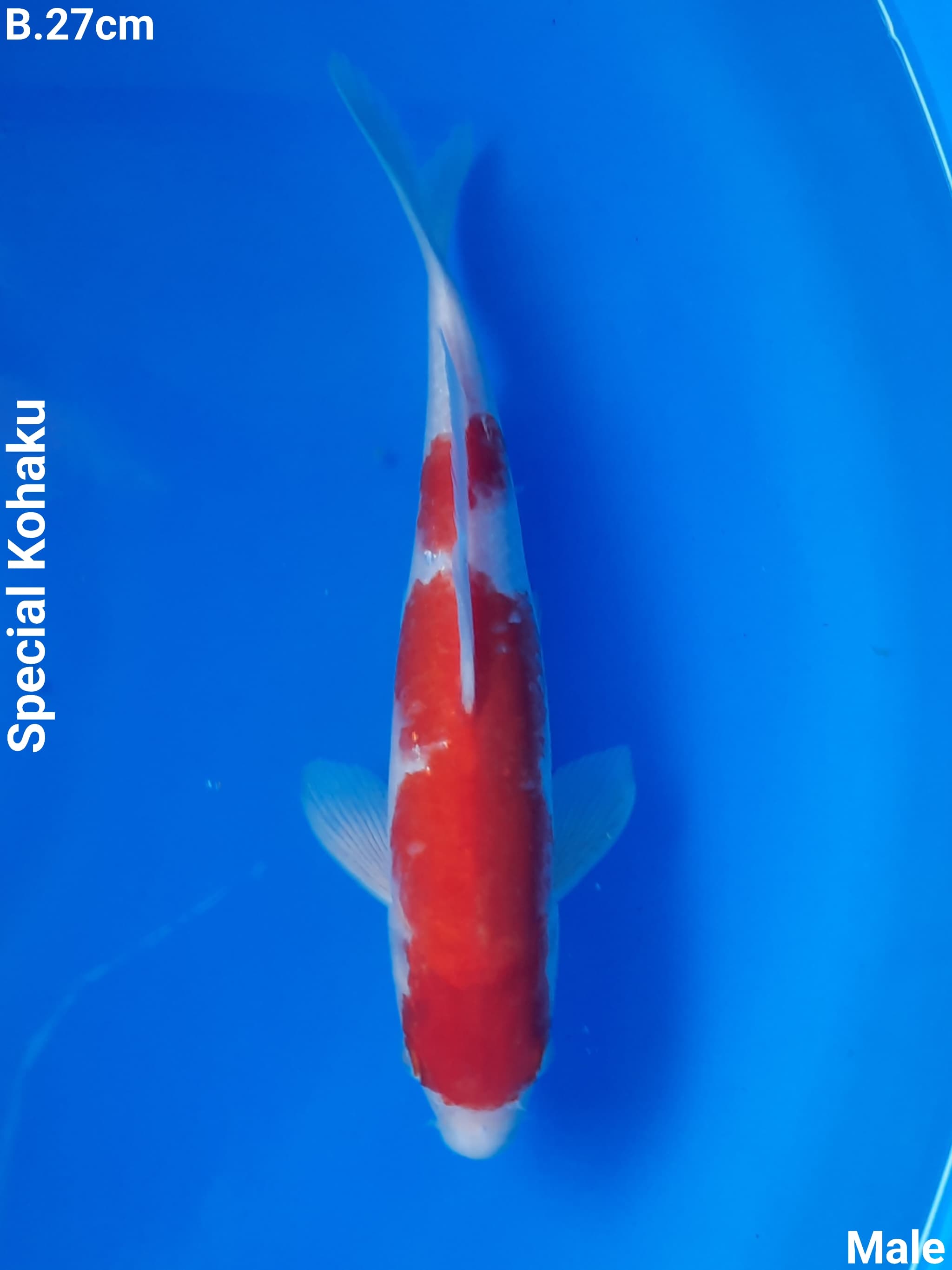 KOHAKU 27cm