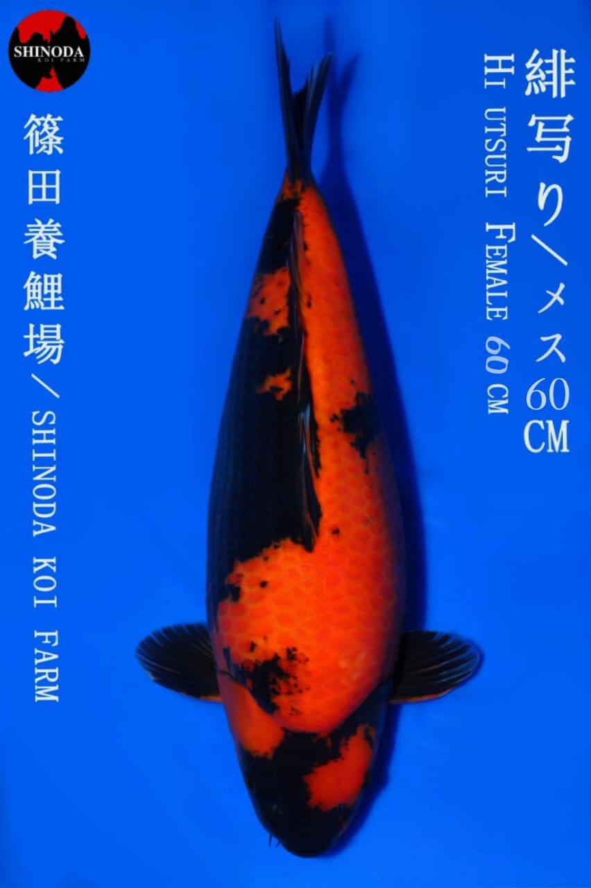 HI UTSURI SHINODA 60cm
